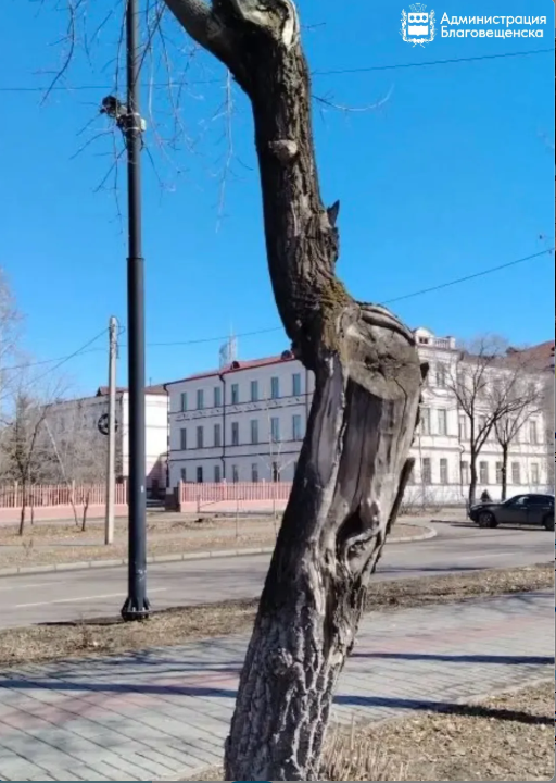 В Благовещенске заменят старые и сухие деревья новыми соснами и ясенями