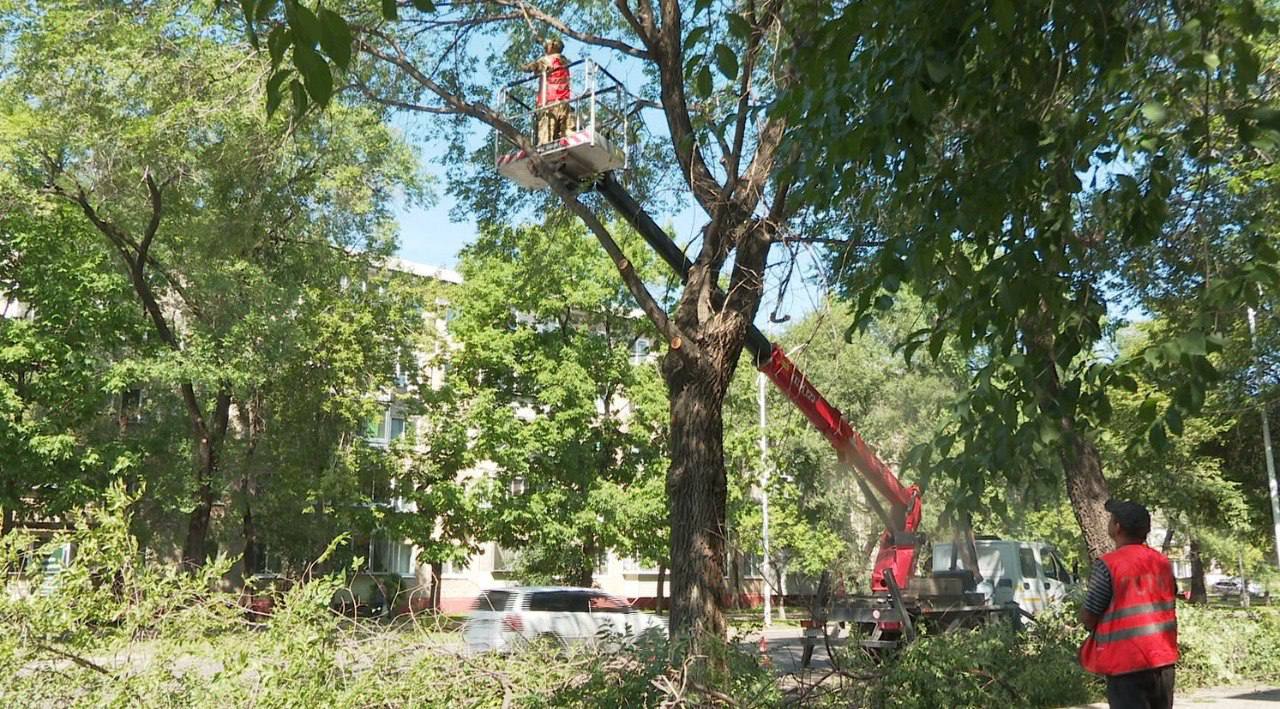 Жители амурской столицы следят за здоровьем растительности на придомовых территориях Жители амурской столицы следят за здоровьем растительности на придомовых территориях