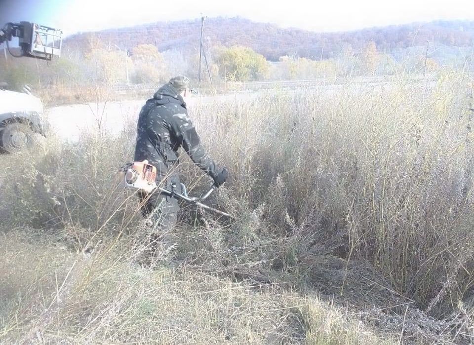 В Моховой Пади борются с амброзией В Моховой Пади борются с амброзией