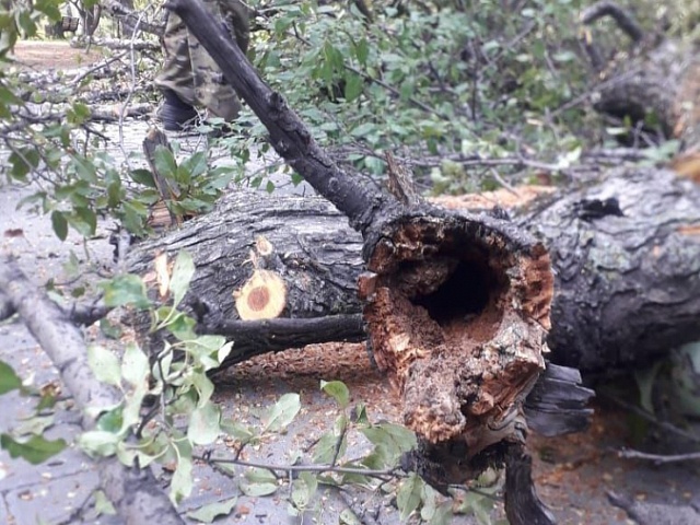 В Первомайском парке Благовещенска "лечат" деревья