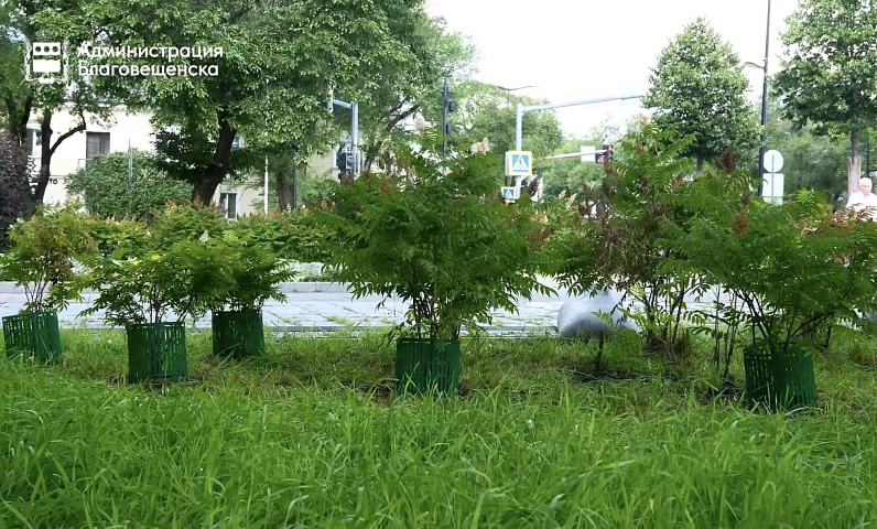 Город бережёт зелёные насаждения: в Благовещенске по поручению мэра установили защитные ограждения для молодых кустарников
