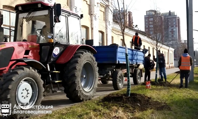 Почти 30 лип украсят участки улицы Ленина в Благовещенске 