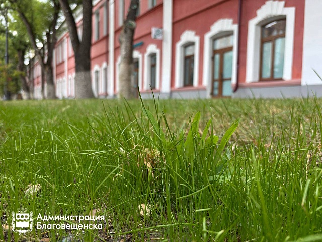 Более 2000 квадратных метров новых газонов украсили Благовещенск Более 2000 квадратных метров новых газонов украсили Благовещенск