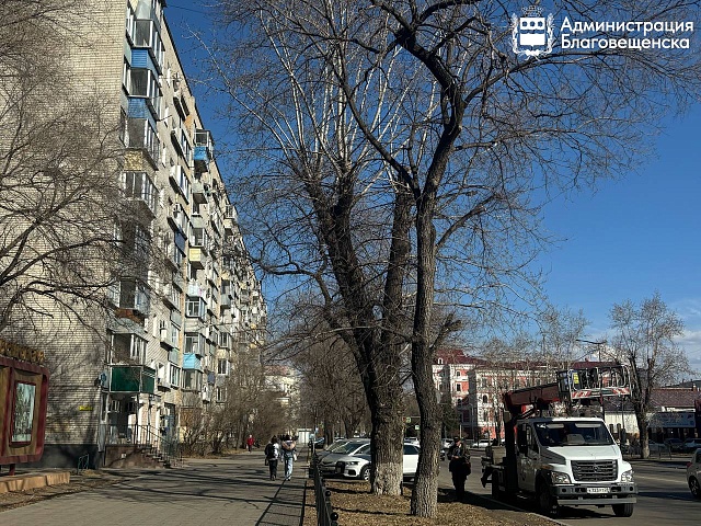 В центре Благовещенска готовят участки для высадки новых крупномерных саженцев деревьев