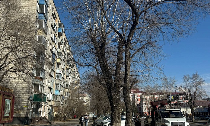 В центре Благовещенска готовят участки для высадки новых крупномерных саженцев деревьев