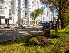 В Благовещенске приступили к осеннему озеленению