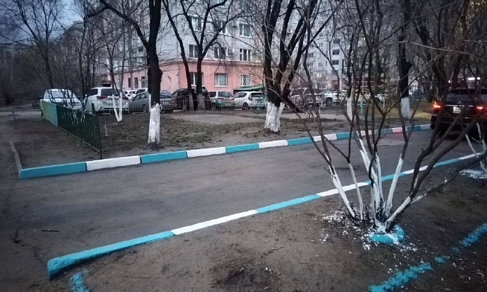 Военная традиция или вред для экологии: почему жителей областного центра просят не белить стволы деревьев?