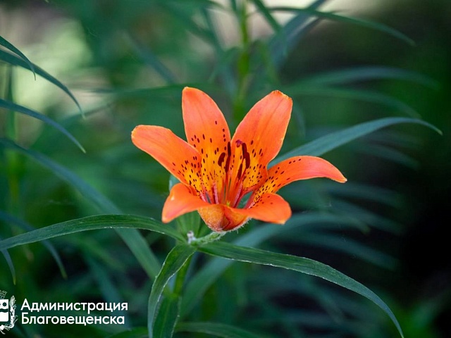 Свой уголок в «Связисте». Подайте заявку на электронный аукцион! Свой уголок в «Связисте». Подайте заявку на электронный аукцион!
