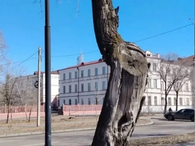 В Благовещенске заменят старые и сухие деревья новыми соснами и ясенями