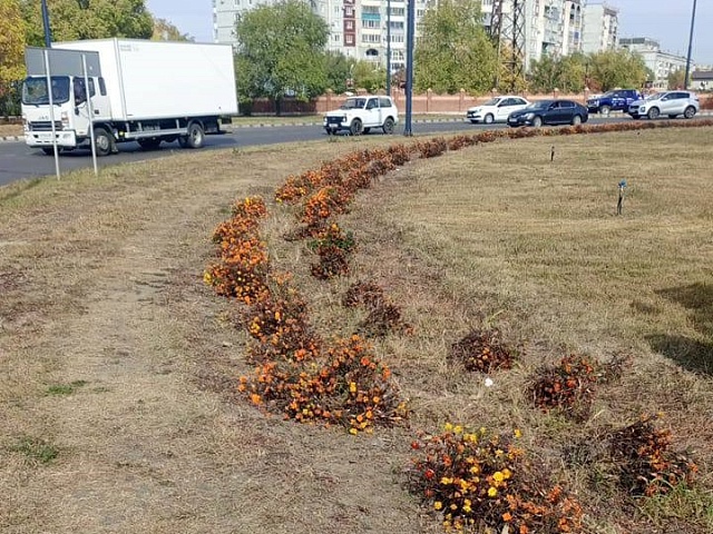 На «Калининском кольце» появятся кустарники 