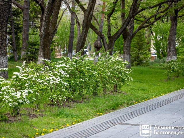 В Благовещенске подготовили трёхлетний план по озеленению ключевых улиц города